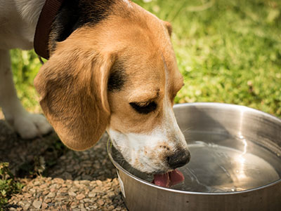 Hond drinkt uit waterbak, alleen zijn kop is zichtbaar