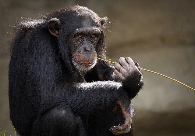 Foto van een chimpansee die op een rietje bijt